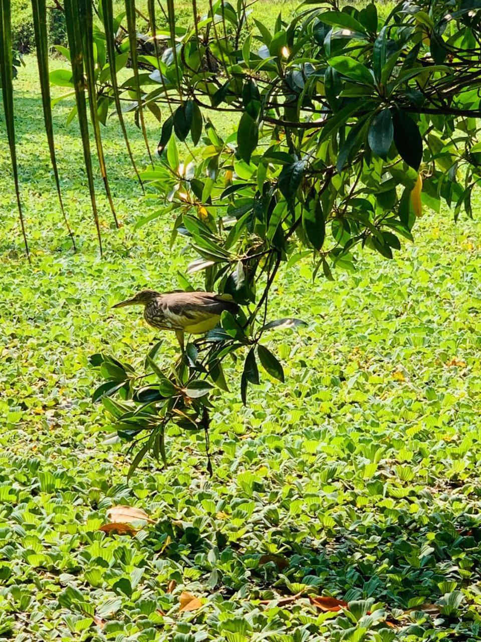 Ashok Villa Weligama Luaran gambar